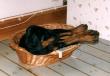 tn_gallery_4_21518.jpg