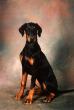 tn_gallery_4_37067.jpg