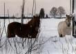 tn_gallery_4_5262.jpg