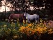 tn_gallery_4_54039.jpg