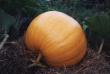 tn_gallery_6_3_7988.jpg