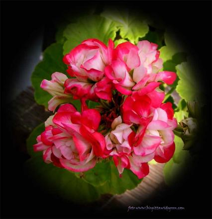gallery_208_10_19137.jpg