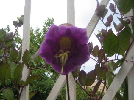 gallery_7440_28_103873.jpg