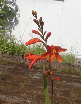 gallery_9464_27_81249.jpg