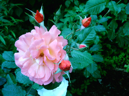 gallery_579_5_15248.jpg