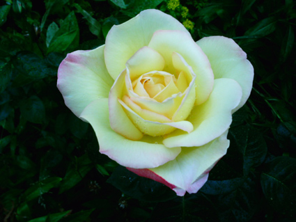 gallery_579_5_35151.jpg