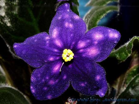 gallery_208_60_18816.jpg