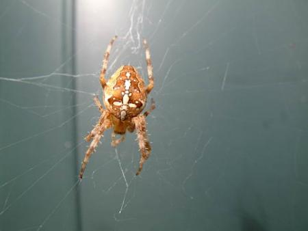 gallery_4227_33_7750.jpg