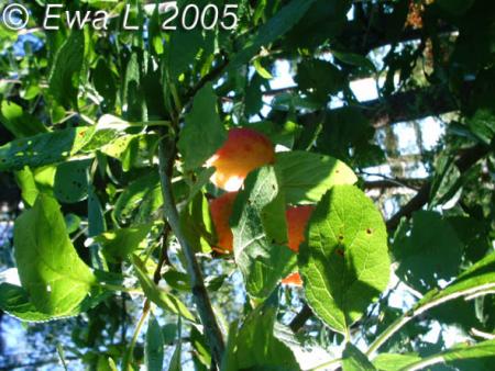 gallery_579_16_2057.jpg