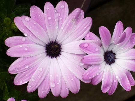 gallery_58_34_42923.jpg