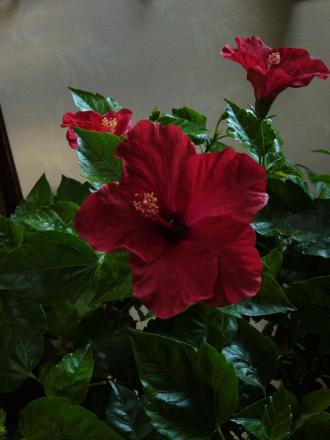 gallery_58_34_51185.jpg