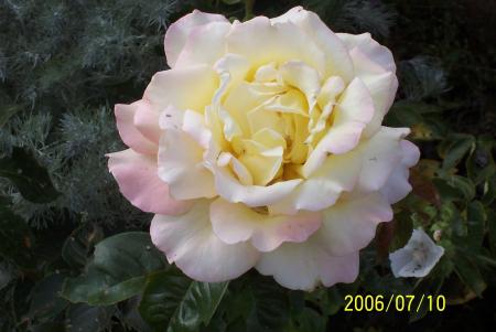 gallery_6203_31_153077.jpg