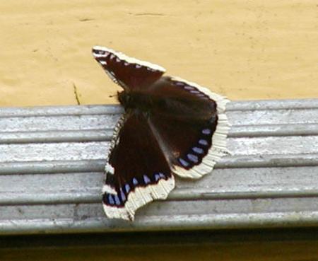 gallery_9464_34_38395.jpg