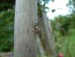 tn_gallery_4227_33_16861.jpg