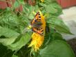 tn_gallery_4227_34_13562.jpg