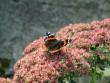 tn_gallery_4227_34_43011.jpg