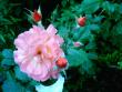 tn_gallery_579_5_15248.jpg