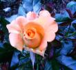 tn_gallery_579_5_55152.jpg