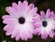 tn_gallery_58_34_42923.jpg