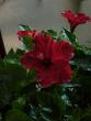 tn_gallery_58_34_51185.jpg