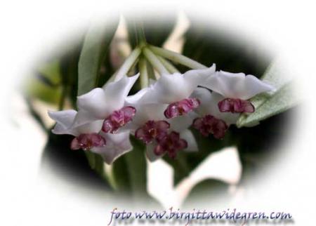 gallery_208_57_5204.jpg