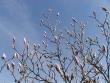 tn_gallery_9464_11_246102.jpg