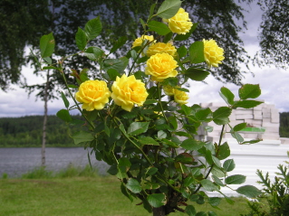 gallery_5864_59_11126.jpg