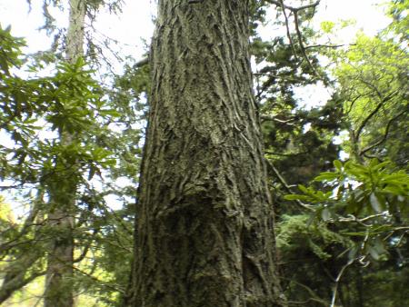 gallery_5634_55_183026.jpg