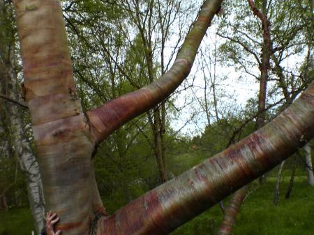 gallery_5634_55_292679.jpg