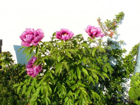 gallery_7002_57_10426.jpg