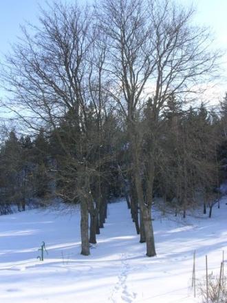 gallery_8938_58_49707.jpg