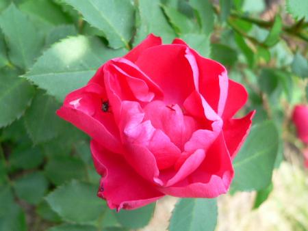 gallery_2746_64_24666.jpg