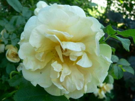 gallery_2746_64_2922.jpg