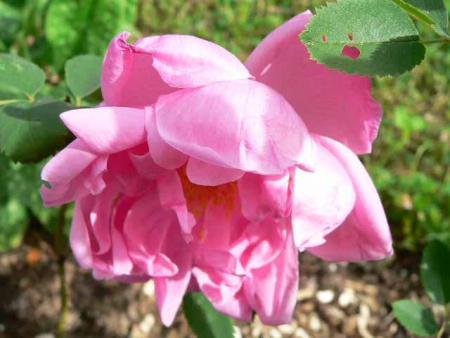 gallery_2746_64_42980.jpg