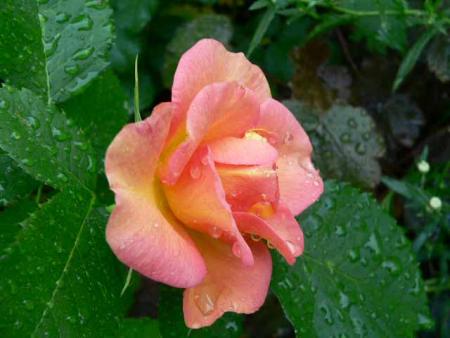 gallery_2746_64_50355.jpg