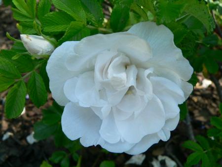 gallery_2746_64_85858.jpg
