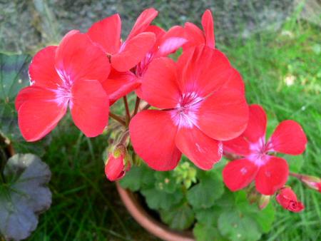 gallery_2746_70_25163.jpg