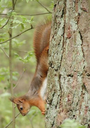 gallery_9464_35_66668.jpg