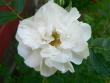 tn_gallery_2746_64_17169.jpg