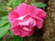 tn_gallery_2746_64_1746.jpg
