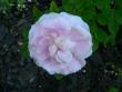 tn_gallery_2746_64_19866.jpg