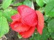 tn_gallery_2746_64_21107.jpg