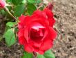 tn_gallery_2746_64_36733.jpg