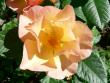 tn_gallery_2746_64_80637.jpg