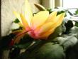 tn_gallery_4113_63_36151.jpg
