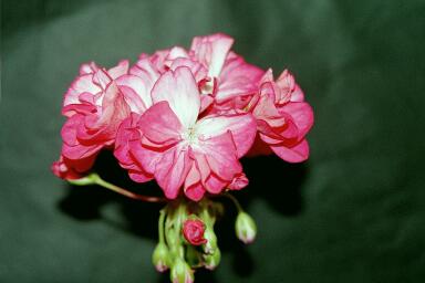 gallery_2746_70_378.jpg