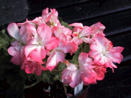 gallery_2746_70_23617.jpg