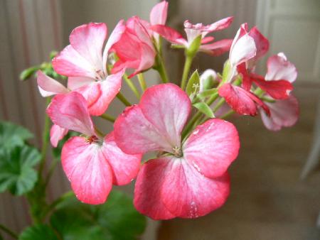 gallery_2746_70_36438.jpg