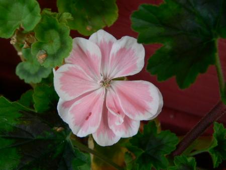gallery_2746_70_38620.jpg