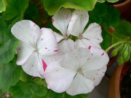 gallery_2746_70_44039.jpg